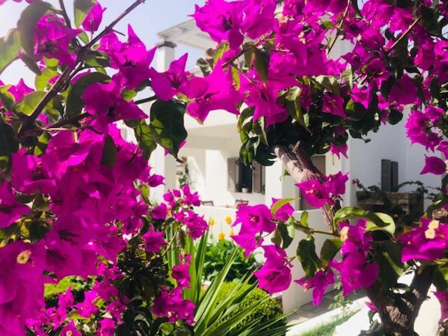 Apartamento La Bastide Skyros Exterior foto